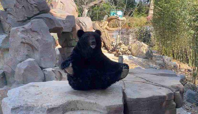 仪式感满满！云南野生动物园小动物花式闹元宵(图3)