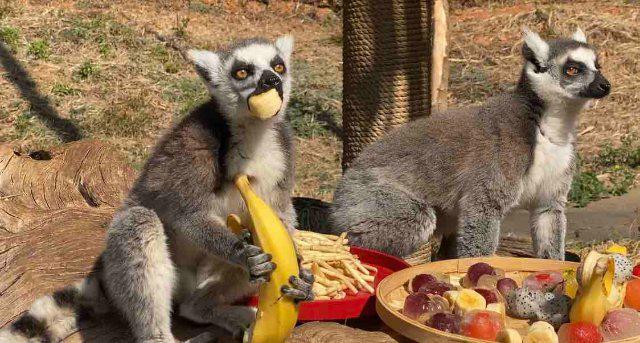 仪式感满满！云南野生动物园小动物花式闹元宵(图5)