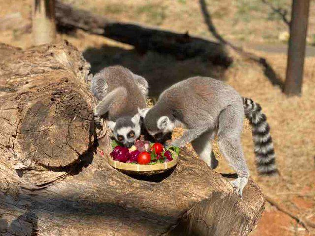 仪式感满满！云南野生动物园小动物花式闹元宵(图4)