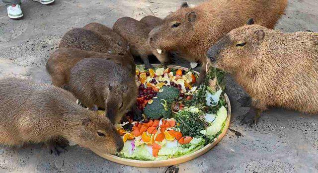 仪式感满满！云南野生动物园小动物花式闹元宵(图6)