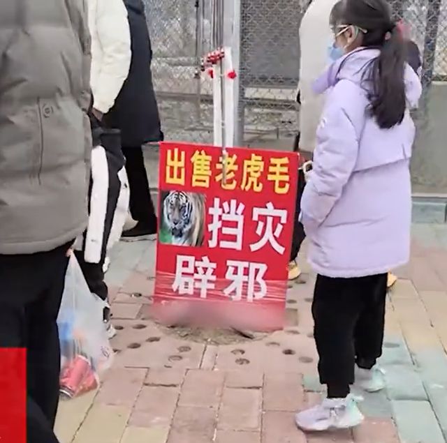 官方通报“野生动物园售卖老虎毛”：系自然脱落的虎毛(图2)