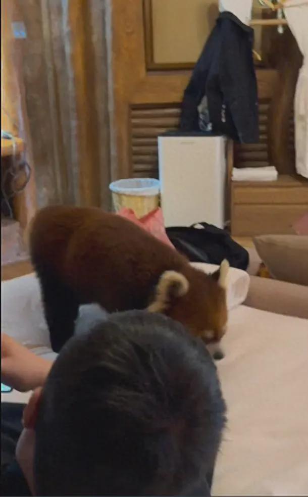 伤口触目惊心！男子住野生动物园酒店被小熊猫进屋咬伤根本来不及躲！园区回应(图1)