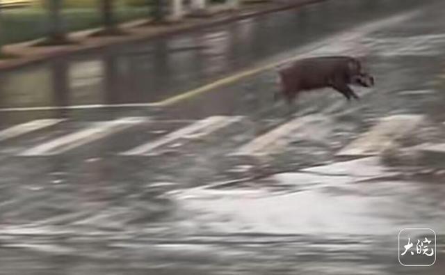 2024年猎捕439头 池州野猪致害发生率逐年减少(图2)