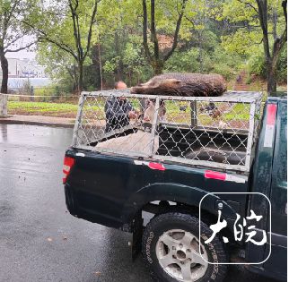 2024年猎捕439头 池州野猪致害发生率逐年减少(图1)