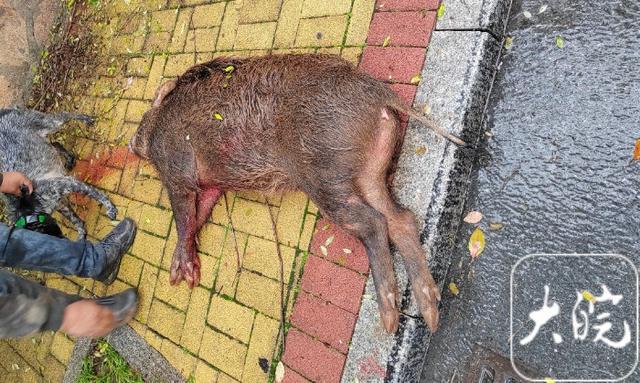 2024年猎捕439头 池州野猪致害发生率逐年减少(图3)