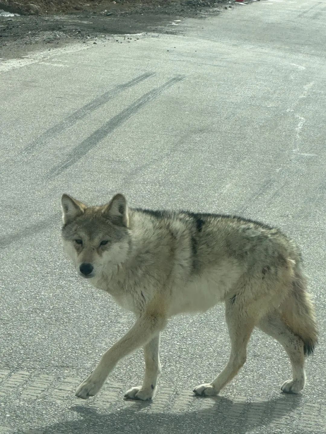 青海牧民在公路上遇野狼拦车 专家：行为反常不排除乞食可能(图1)
