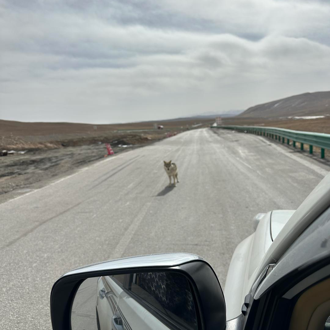 青海牧民在公路上遇野狼拦车 专家：行为反常不排除乞食可能(图2)