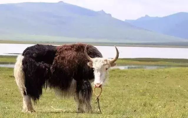 从“稀客”变“常客”！在湘越冬的珍稀鸟类越来越多(图1)