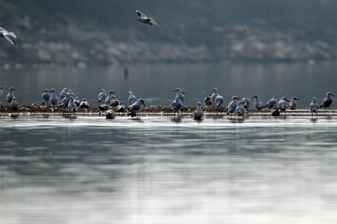 湖南2024至2025年越冬水鸟调查共监测水鸟4652万只(图1)