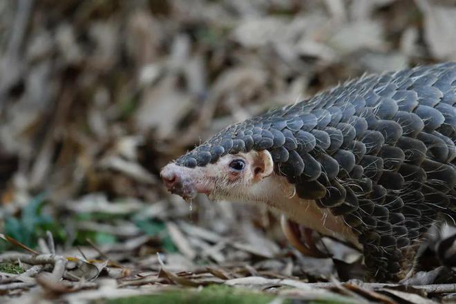 世界穿山甲日你可以为它们点亮未来的光！(图1)