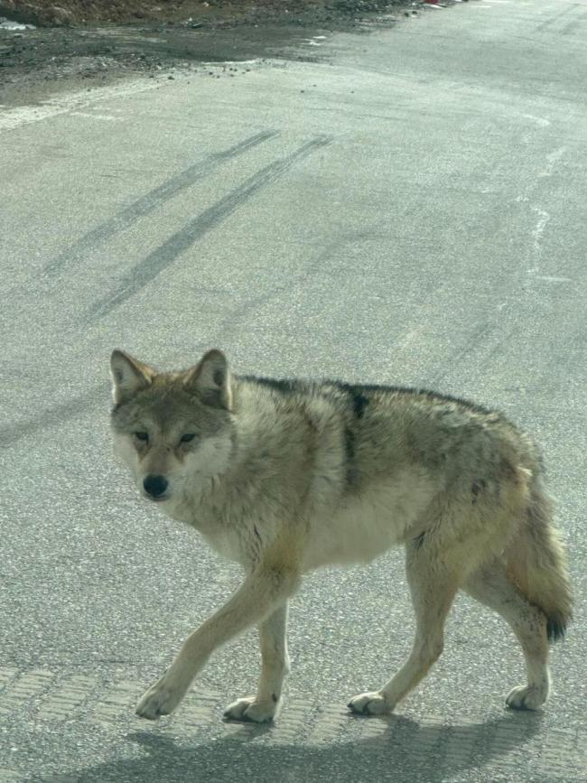 青海牧民在公路上遇野狼拦车 疑乞食行为引关注(图1)