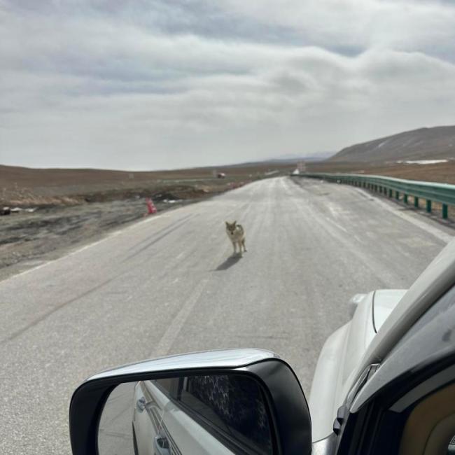 青海牧民在公路上遇野狼拦车 疑乞食行为引关注(图2)