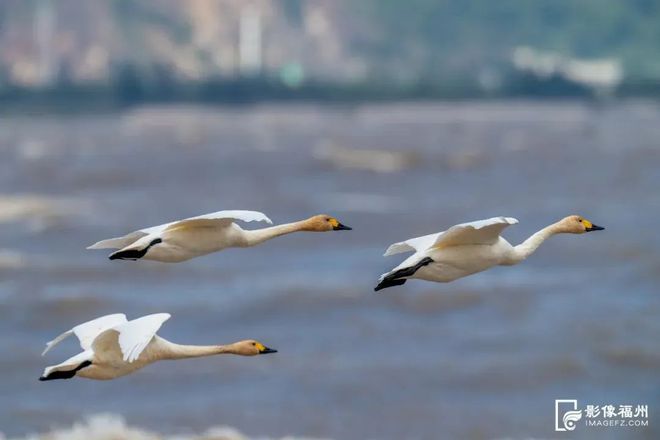 “啾”是可爱！请“飞来”福建看候鸟！(图6)