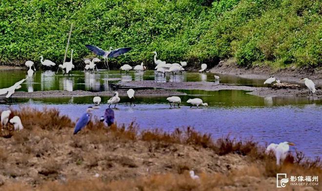 “啾”是可爱！请“飞来”福建看候鸟！(图5)