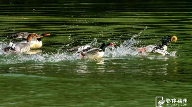 “啾”是可爱！请“飞来”福建看候鸟！(图2)