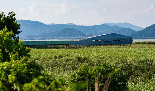 “啾”是可爱！请“飞来”福建看候鸟！(图1)