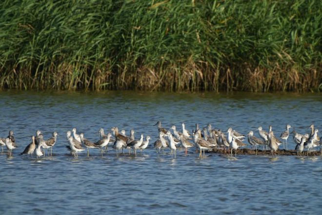 “啾”是可爱！请“飞来”福建看候鸟！(图7)