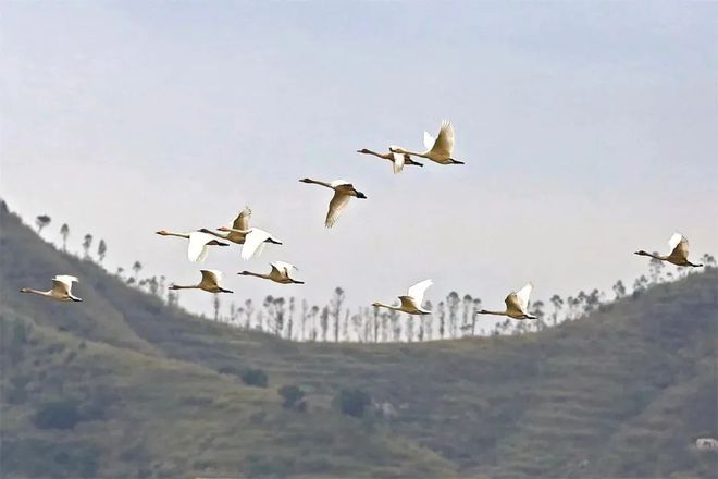 “啾”是可爱！请“飞来”福建看候鸟！(图11)