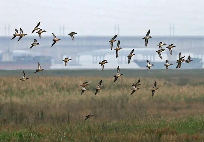 “啾”是可爱！请“飞来”福建看候鸟！(图10)