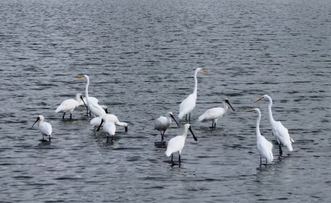 “啾”是可爱！请“飞来”福建看候鸟！(图16)