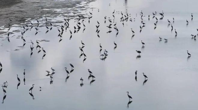 “啾”是可爱！请“飞来”福建看候鸟！(图17)