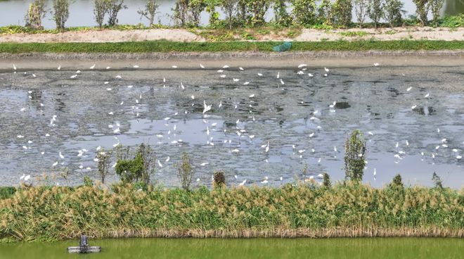 “啾”是可爱！请“飞来”福建看候鸟！(图15)