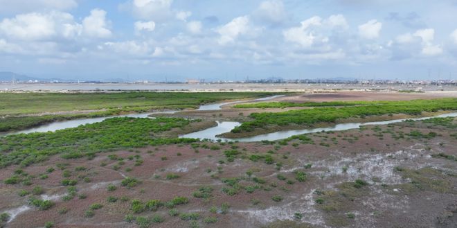 “啾”是可爱！请“飞来”福建看候鸟！(图14)