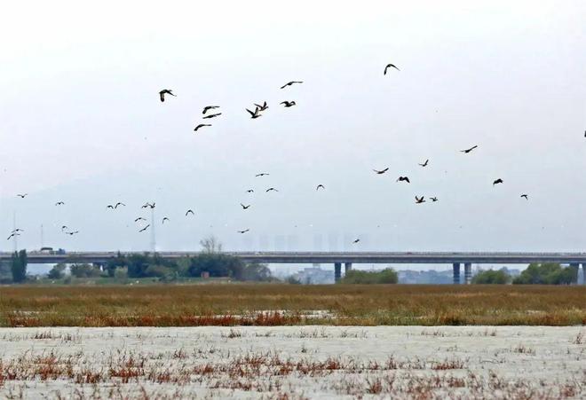 “啾”是可爱！请“飞来”福建看候鸟！(图12)