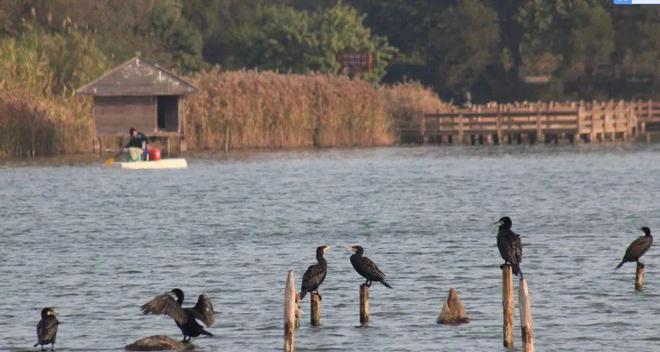 “啾”是可爱！请“飞来”福建看候鸟！(图20)