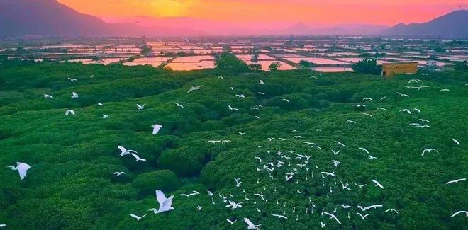 “啾”是可爱！请“飞来”福建看候鸟！(图24)