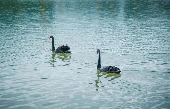 “啾”是可爱！请“飞来”福建看候鸟！(图22)