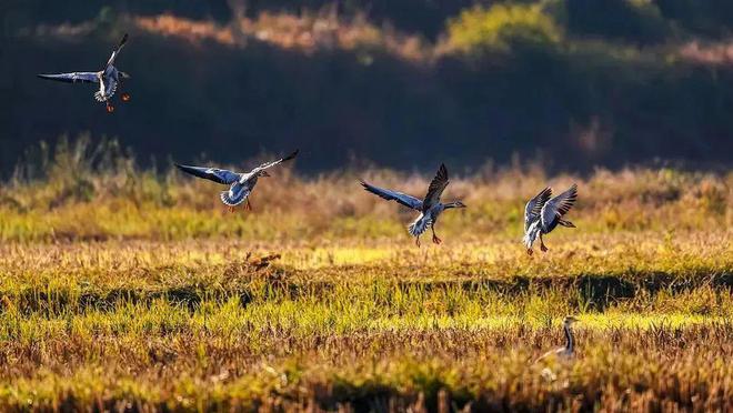 “啾”是可爱！请“飞来”福建看候鸟！(图30)