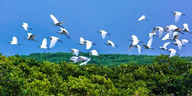 “啾”是可爱！请“飞来”福建看候鸟！(图27)