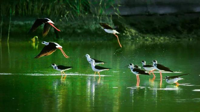 “啾”是可爱！请“飞来”福建看候鸟！(图25)