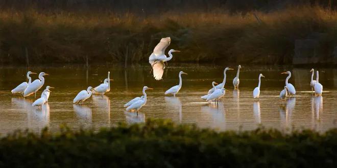 “啾”是可爱！请“飞来”福建看候鸟！(图26)