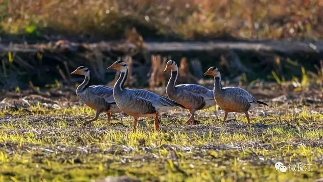 “啾”是可爱！请“飞来”福建看候鸟！(图31)