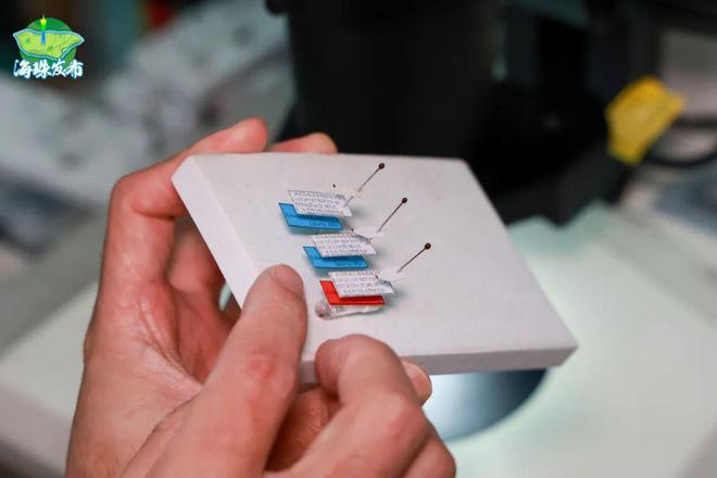 新物种！全球首现！以“海珠”命名！(图2)