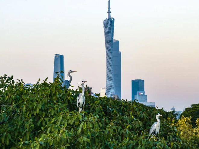 新物种！全球首现！以“海珠”命名！(图13)