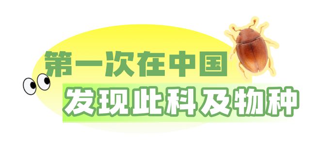 新物种！全球首现！以“海珠”命名！(图1)