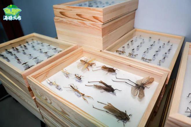 新物种！全球首现！以“海珠”命名！(图7)