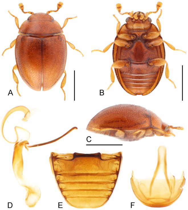 新物种！全球首现！以“海珠”命名！(图3)