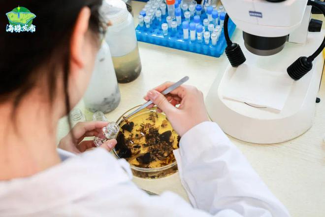 新物种！全球首现！以“海珠”命名！(图8)