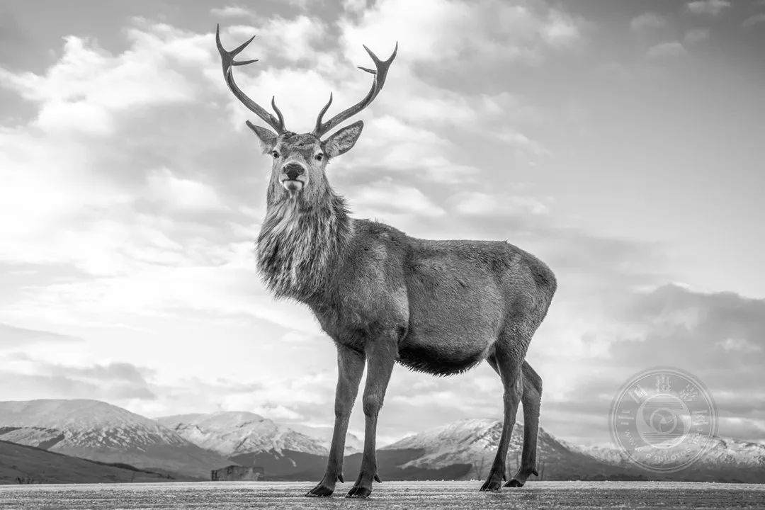 中国冒险和野生动物园行业2025年市场份额与发展前景调研报告(图1)