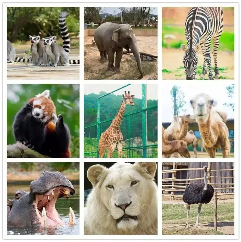 2025年贵州省野生动植物违法犯罪打击整治工作联席会议召开(图1)