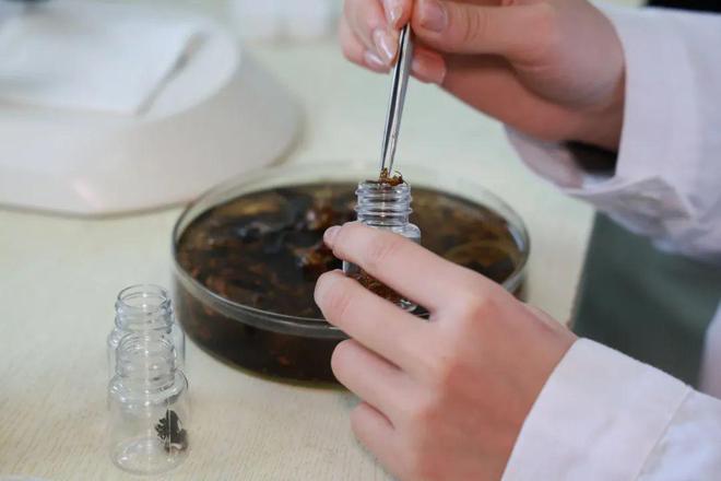 广州又发现全球新物种！(图1)