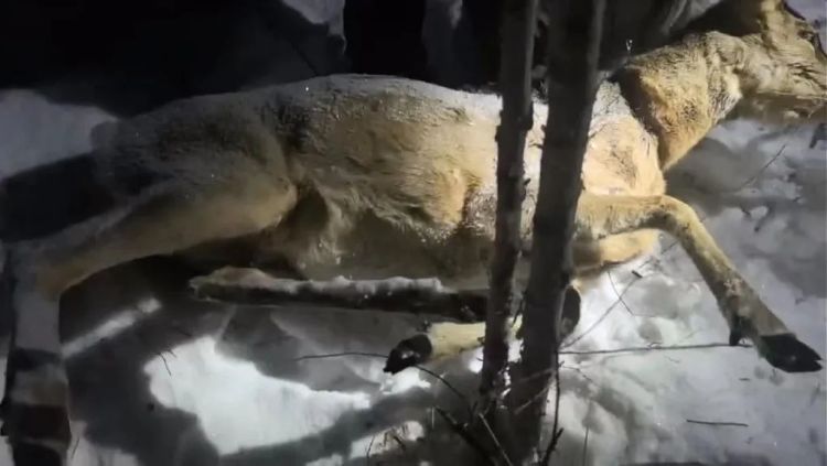 黑龙江多个林区被指存在盗猎野生动物多地部门回应(图1)