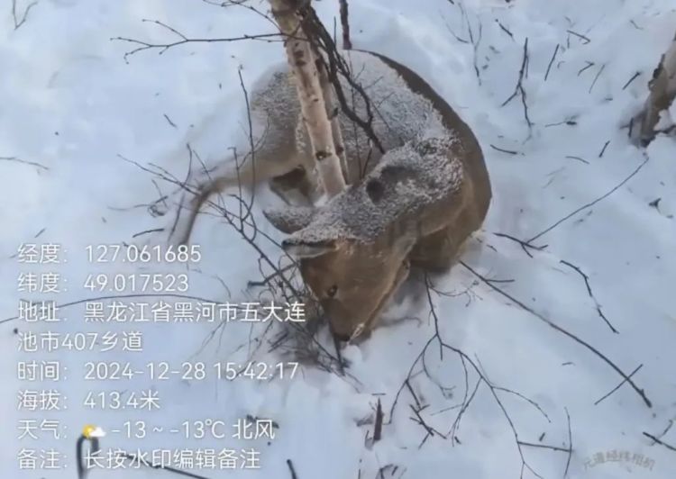 黑龙江多个林区被指存在盗猎野生动物多地部门回应(图2)