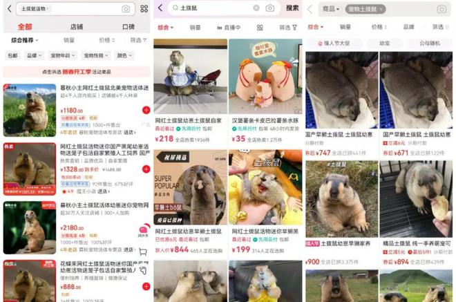 土拨鼠也销售火爆？这些风险不能不防(图1)