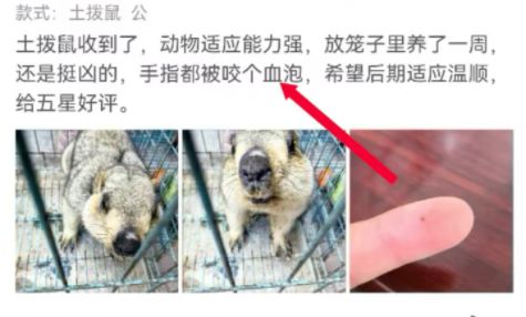 土拨鼠也销售火爆？这些风险不能不防(图2)