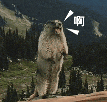 土拨鼠也销售火爆？这些风险不能不防(图6)